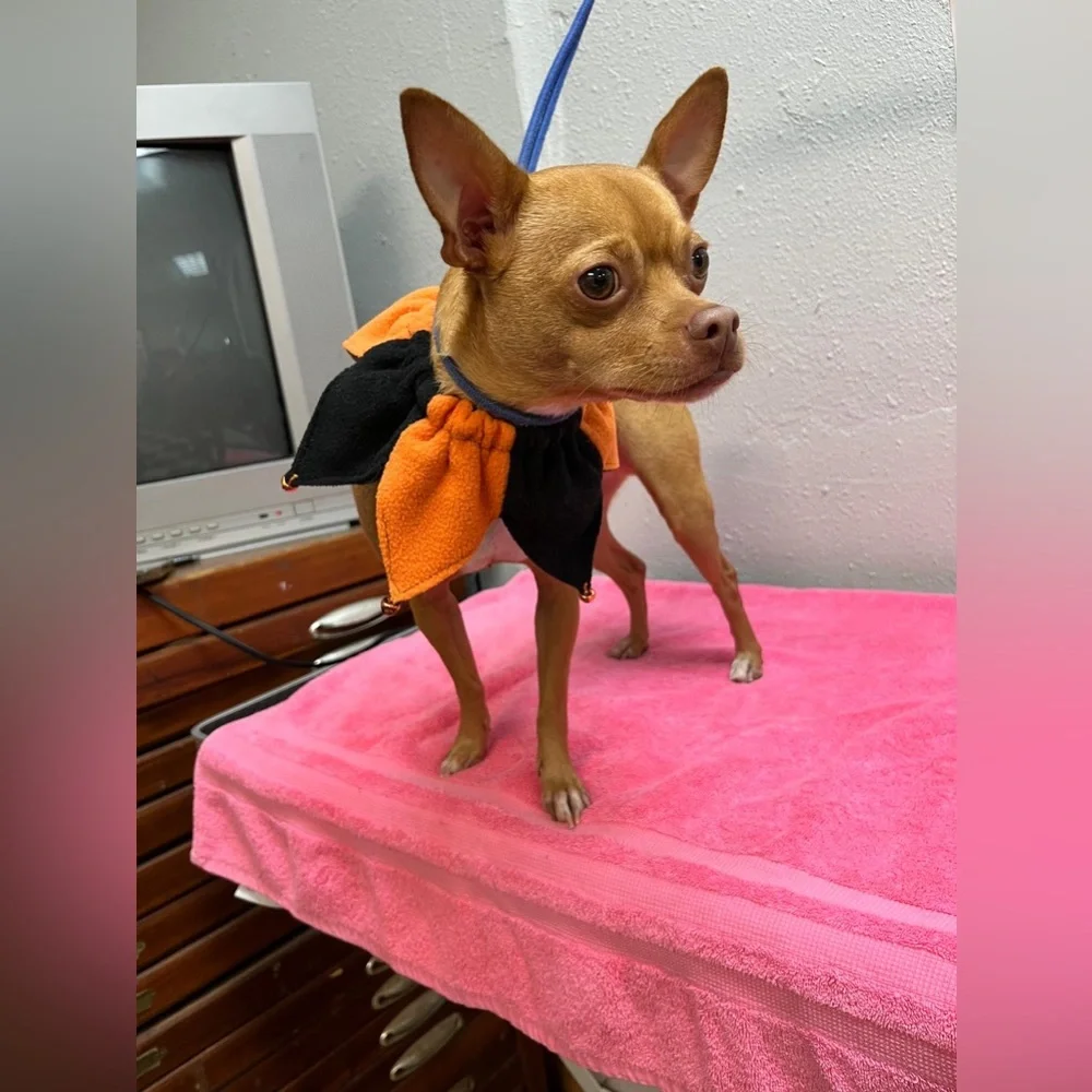 Halloween Orange and Black Dog Costume
